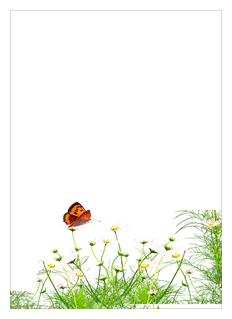 Butterfly and Daisies - nature - No Watermark PNG