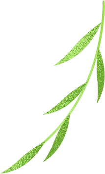 Willow Branch - nature - leaves - Free Download PNG