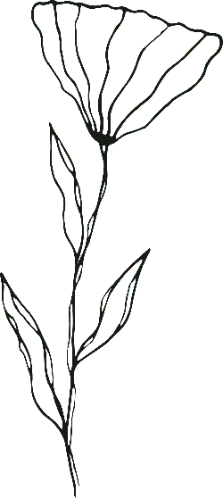 Black Line Drawing Flower - minimalistic - Transparent Layer PNG
