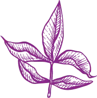 Purple Leaf Plant - line drawing - PNG Images