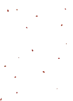 Red Petals - falling - No Background PNG