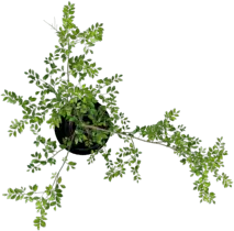 Tree - leaves - Transparent Background PNG