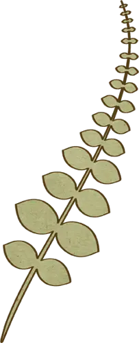 Gold Fern Leaf - plant - High Resolution PNG