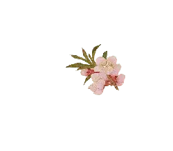 Peach Blossom - Transparent Layer PNG - Free Download PNG