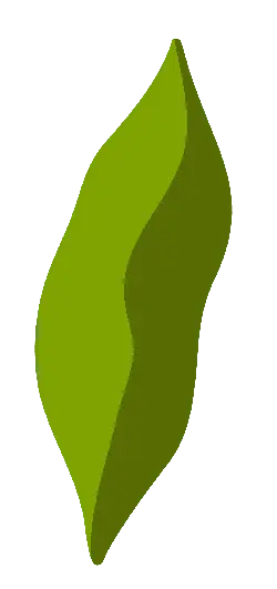 Leaf - Free Download PNG - Highly Rated PNG