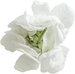 White Flower - beautiful - Transparent Layer PNG