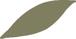 Leaf - Designer's Pick PNG - life