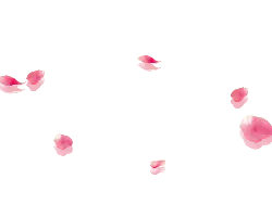Pink Petals - No Background PNG - romantic
