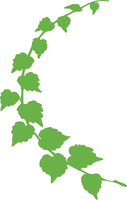 Grape Vine - Transparent Background PNG