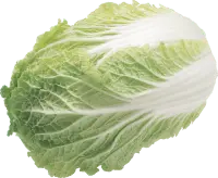 Lettuce - fresh - No Watermark PNG