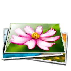 Pink Flower - No Watermark PNG - pink
