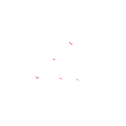 Black Cat - night - black - Transparent Background PNG