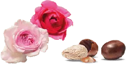 Rose and Almonds - plant - No Background PNG