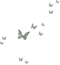 White Butterfly - nature - art - Free PNG