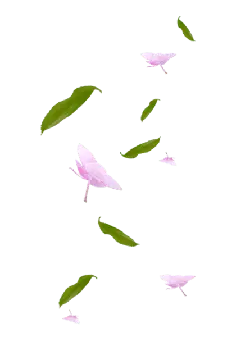 Pink Butterflies and Green Leaves - life - Free Download PNG