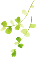 Clover - ecology - No Background PNG