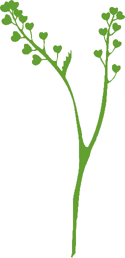 Green Plant Branch - Popular Download PNG