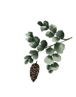 Pine Branch and Pine Cone - nature - Free Download PNG