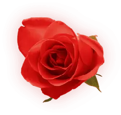 Lossless PNG - love - Red Rose