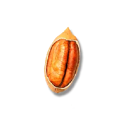 Walnut - High Quality PNG