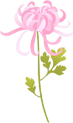Chrysanthemum - pink - autumn - Transparent Background PNG