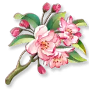 Peach Blossom - Curated PNG - Highly Rated PNG