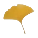 Ginkgo Leaf - Designer Recommended PNG