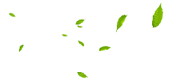 Falling Leaves - Transparent Background PNG - nature