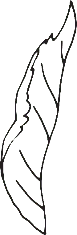 Leaf - Lossless PNG - green