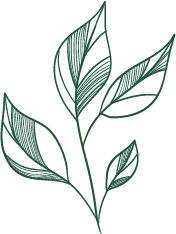 Green Leaves - line - Free Download PNG