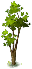 Tree - plant - PNG Images