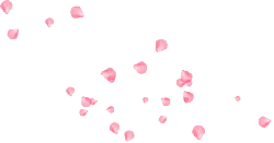 Pink Petals - romantic - High Quality PNG