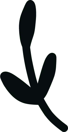 Clover - Trending PNG - plant