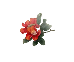 Red Flower - beautiful - Transparent Background PNG