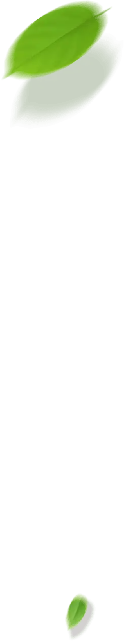 Green Leaf - No Watermark PNG - fresh