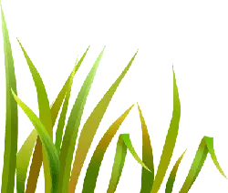 Green Plant - green - grass - Lossless PNG