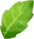 Spinach Leaf - healthy - High Resolution PNG