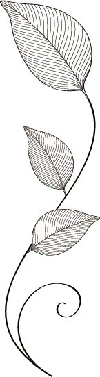 Three Leaves - Highly Rated PNG