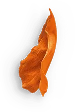 Petals - leaf - orange - PNG