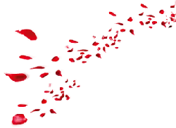 Falling Rose Petals - petal - falling - No Watermark PNG