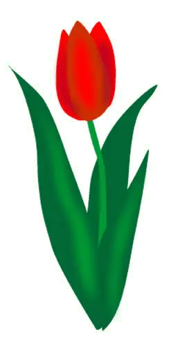 Tulip - plant - flower - No Background PNG