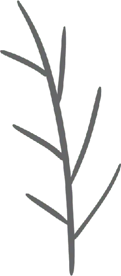 Branch - growth - branch - No Background PNG