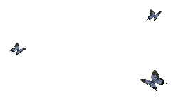 Butterfly - blue - black background - Lossless PNG