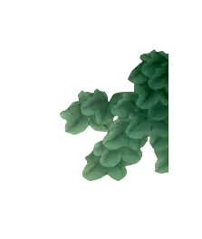 Green Plant - leaves - life - PNG