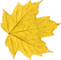 Maple Leaf - fall - leaf - PNG Images