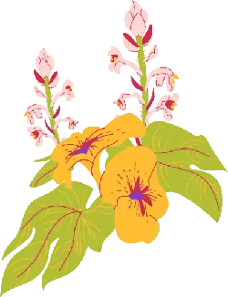 Yellow Magnolia Flower - plant - Free Download PNG