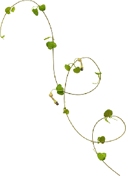 Pea Vine - vine - Free PNG