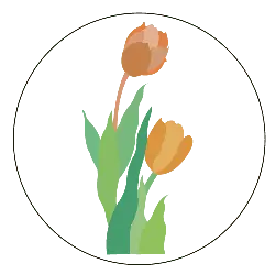Tulip - orange - flower - No Watermark PNG