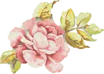 Rose - Free PNG - Highly Rated PNG
