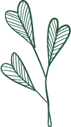Clover - ecology - High Download Count PNG